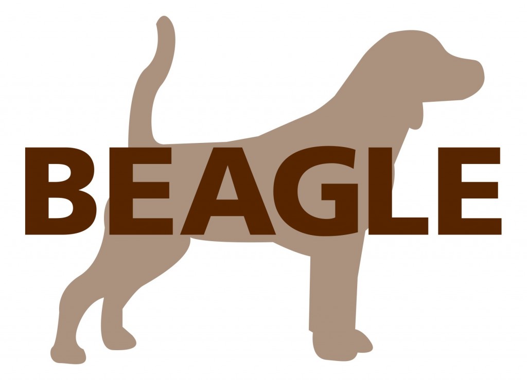 Beagle – Shopping Ibirapuera - Foto 1