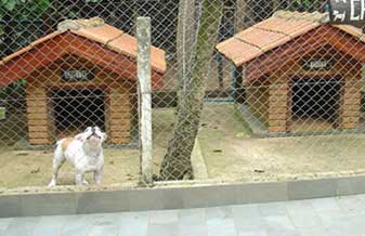 Canil Von Duperron American Pit Bull Terrier - Foto 1