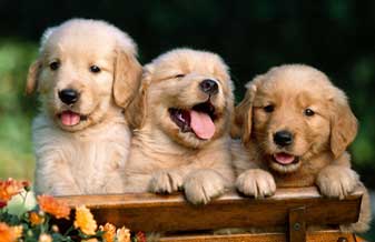 Animal Feliz - Foto 1