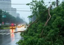 chuva em SP derruba árvores